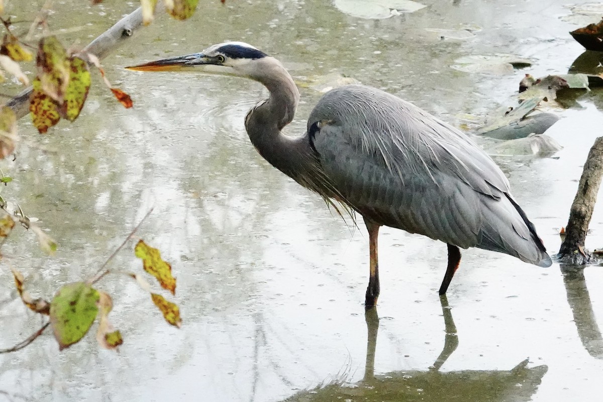 Great Blue Heron - ML642874165