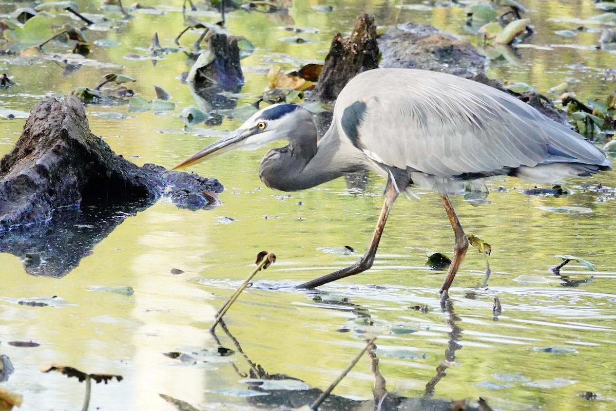 Great Blue Heron - ML642874167