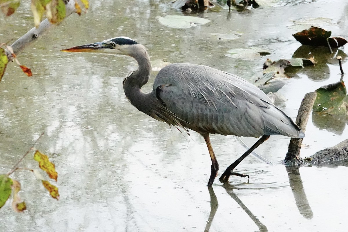 Great Blue Heron - ML642874168