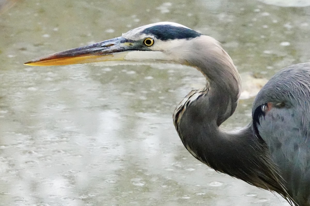 Great Blue Heron - ML642874169