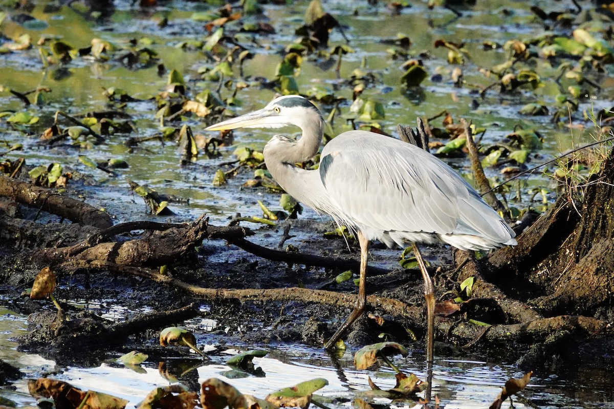 Great Blue Heron - ML642874170