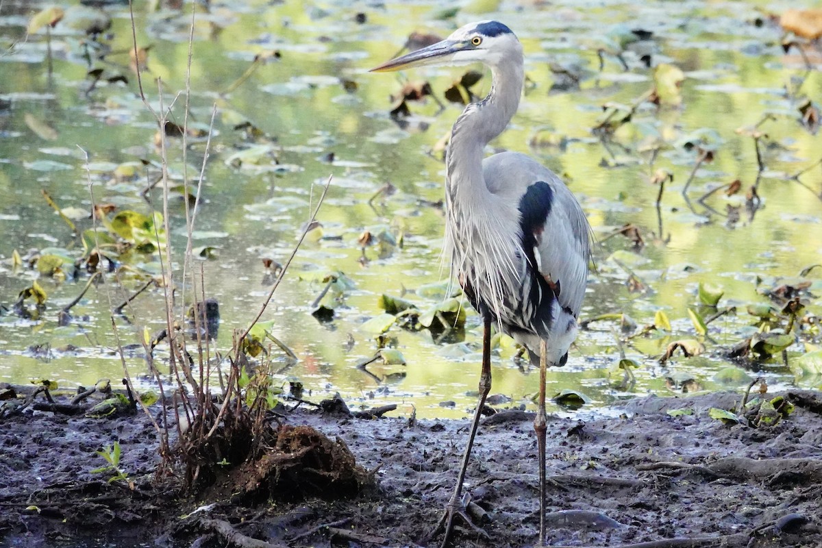 Great Blue Heron - ML642874171