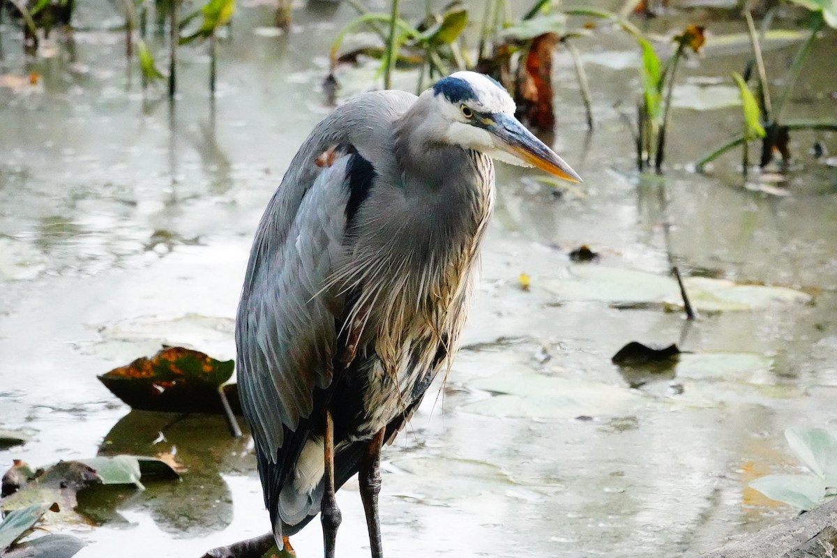 Great Blue Heron - ML642874172