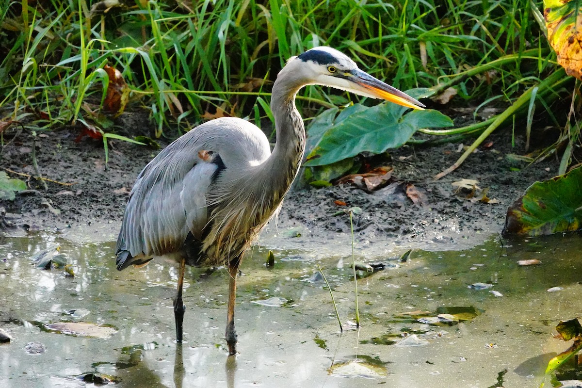 Great Blue Heron - ML642874173