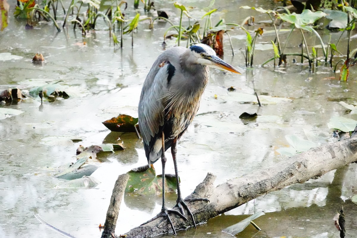 Great Blue Heron - ML642874174