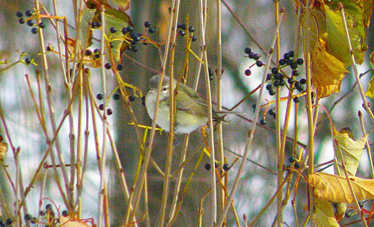 sangvireo (swainsoni gr.) - ML642874176