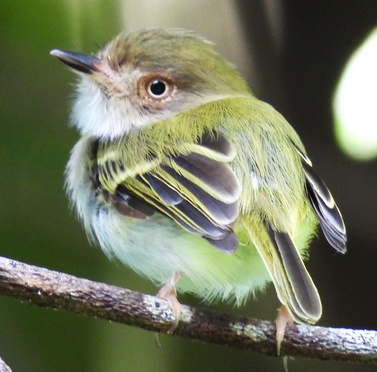 Pale-eyed Pygmy-Tyrant - ML642874178