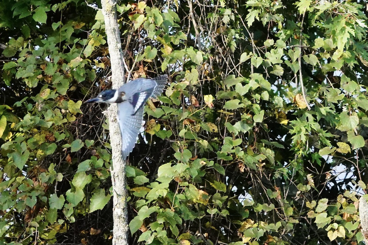 Belted Kingfisher - ML642874180