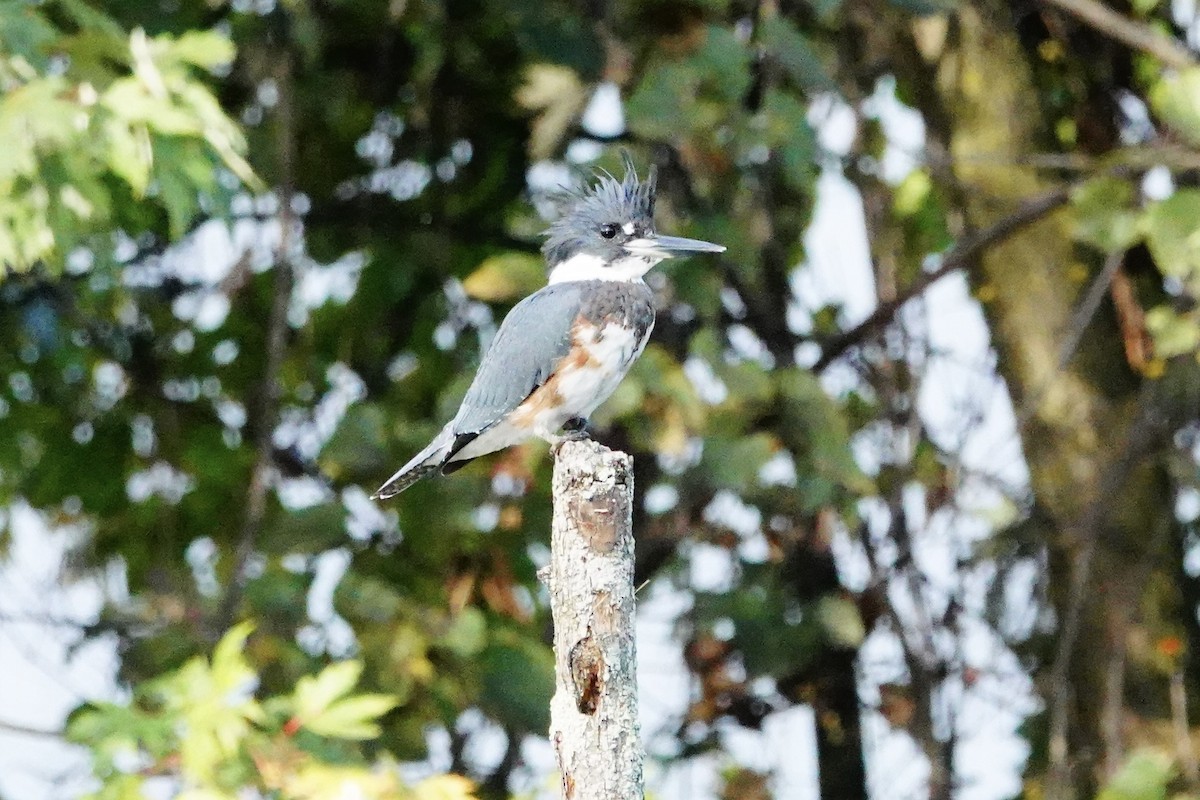 Belted Kingfisher - ML642874181