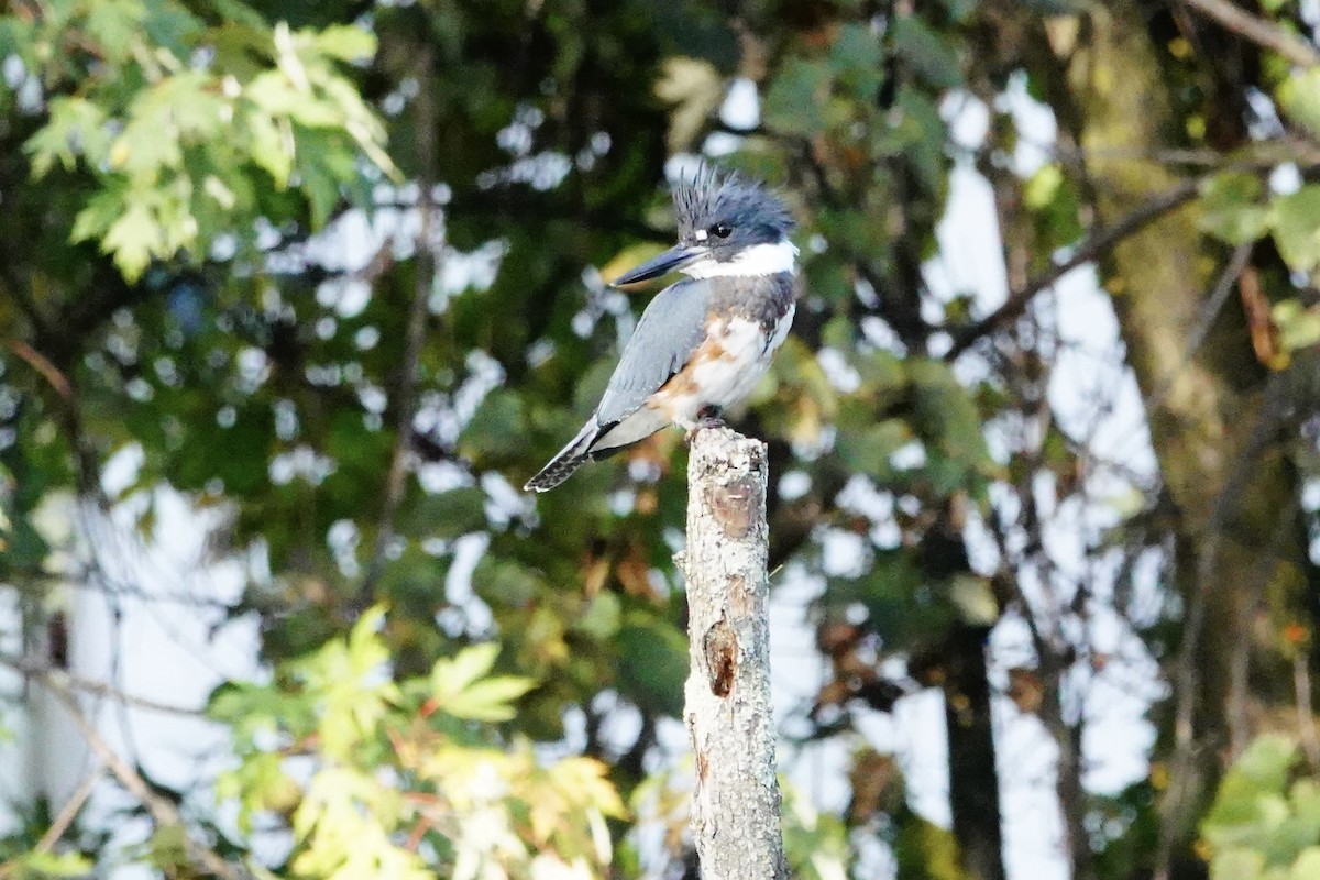 Belted Kingfisher - ML642874182