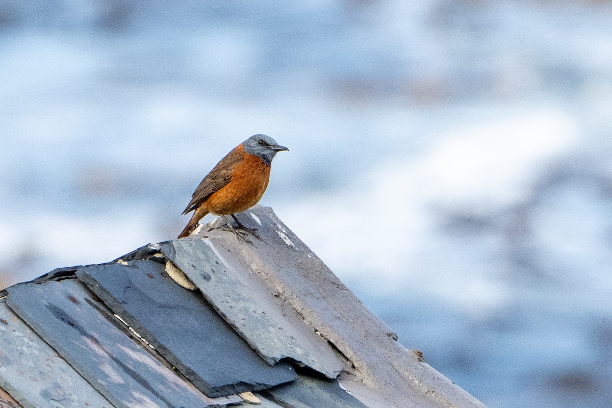 Cape Rock-Thrush - ML642874184