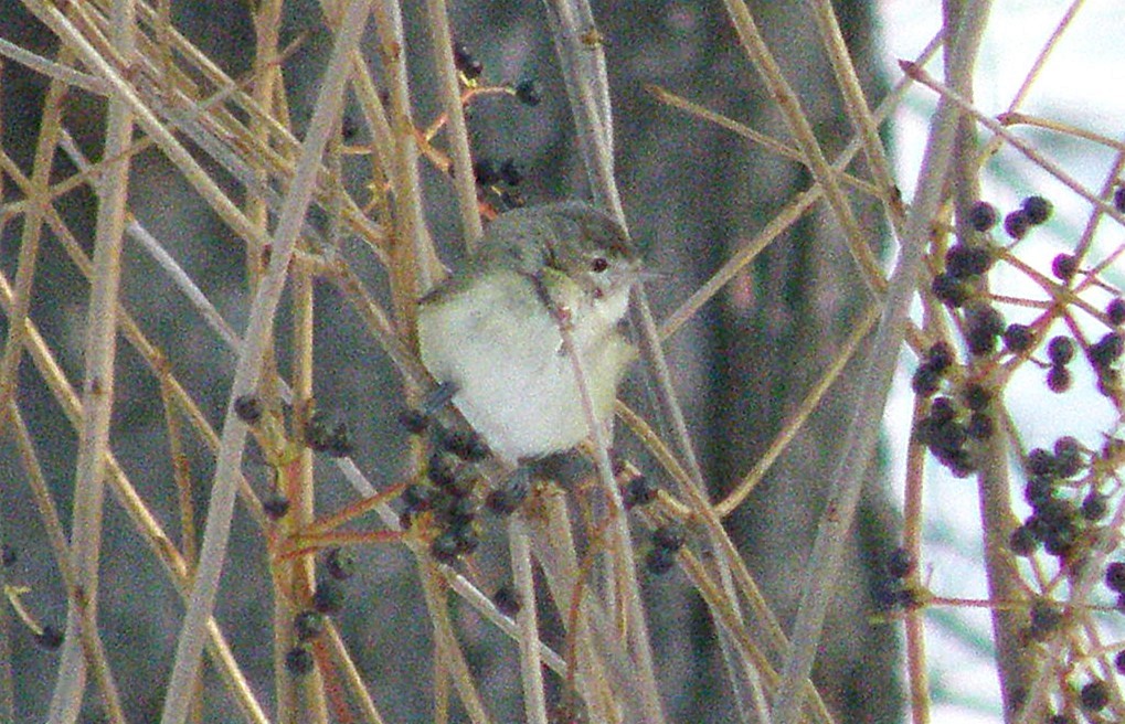 sangvireo (swainsoni gr.) - ML642874186