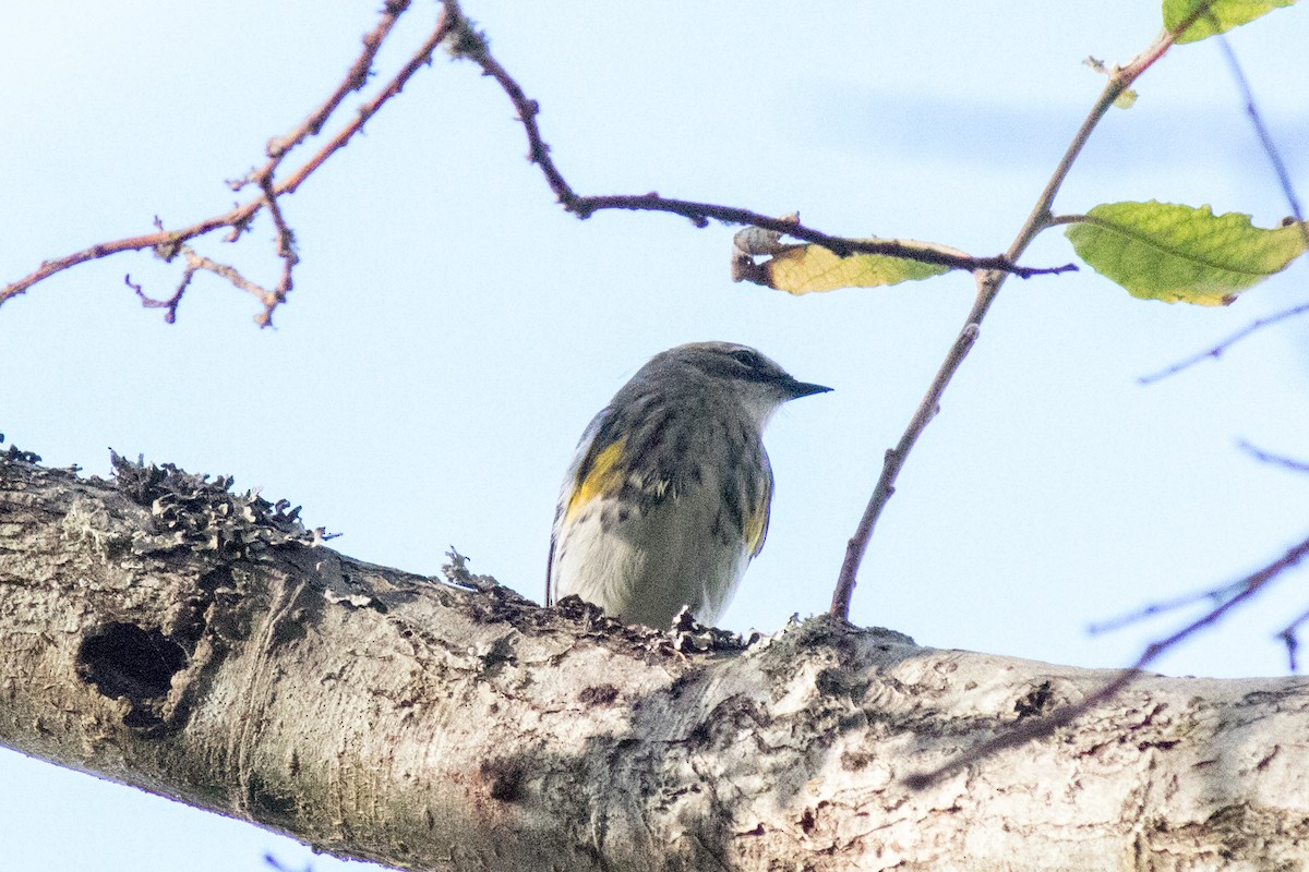 Yellow-rumped Warbler - ML642874189