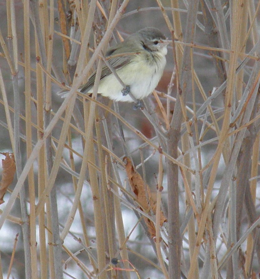 sangvireo (swainsoni gr.) - ML642874198