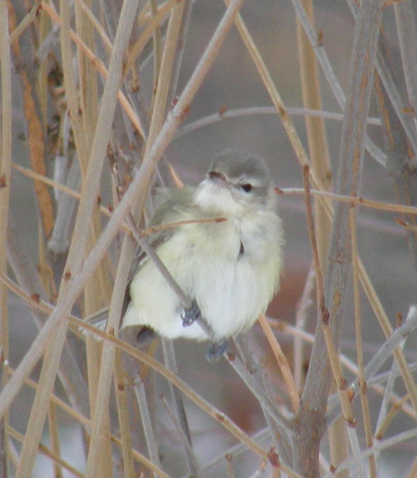 sangvireo (swainsoni gr.) - ML642874201