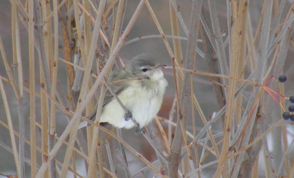 sangvireo (swainsoni gr.) - ML642874205