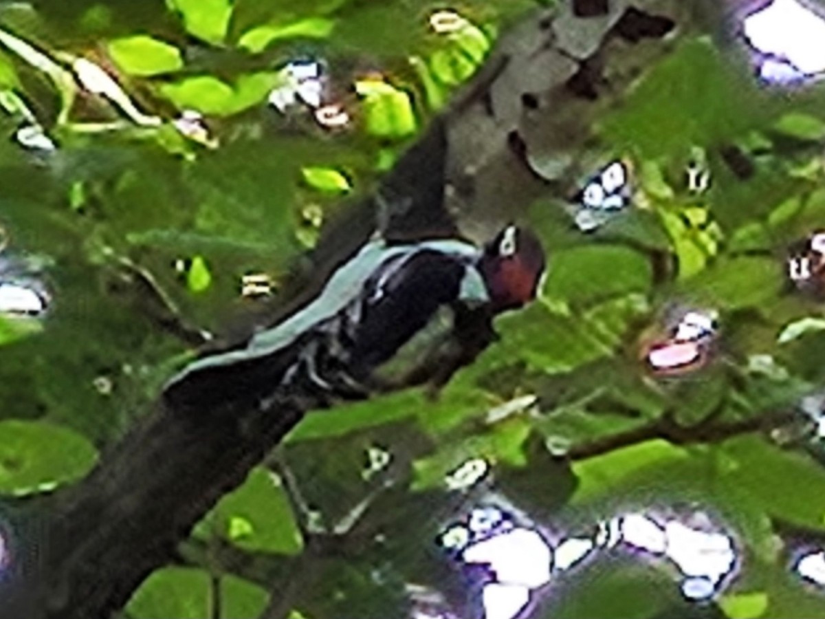 セジロアカゲラ - ML642874206