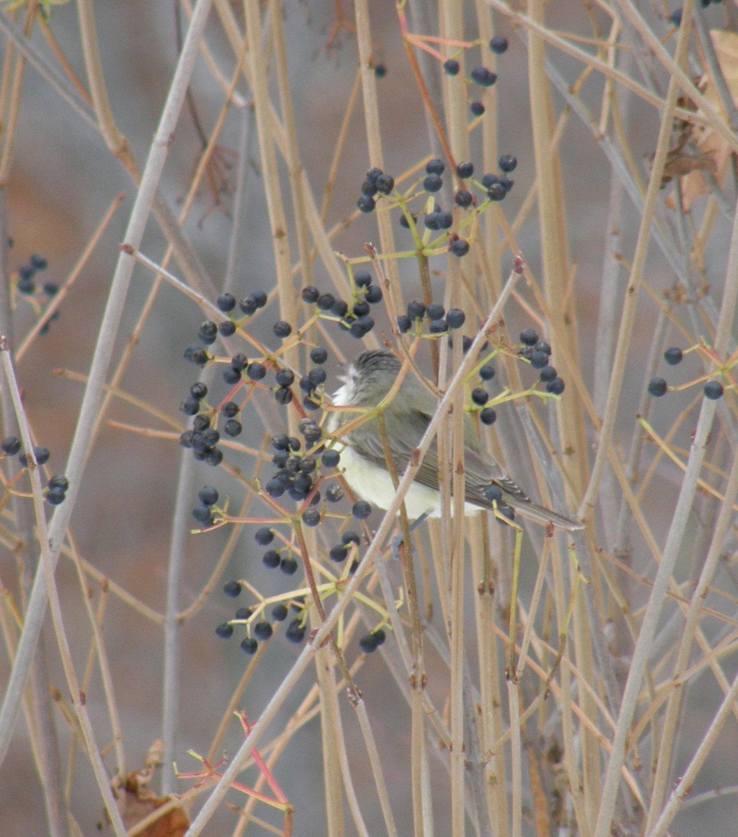 sangvireo (swainsoni gr.) - ML642874208