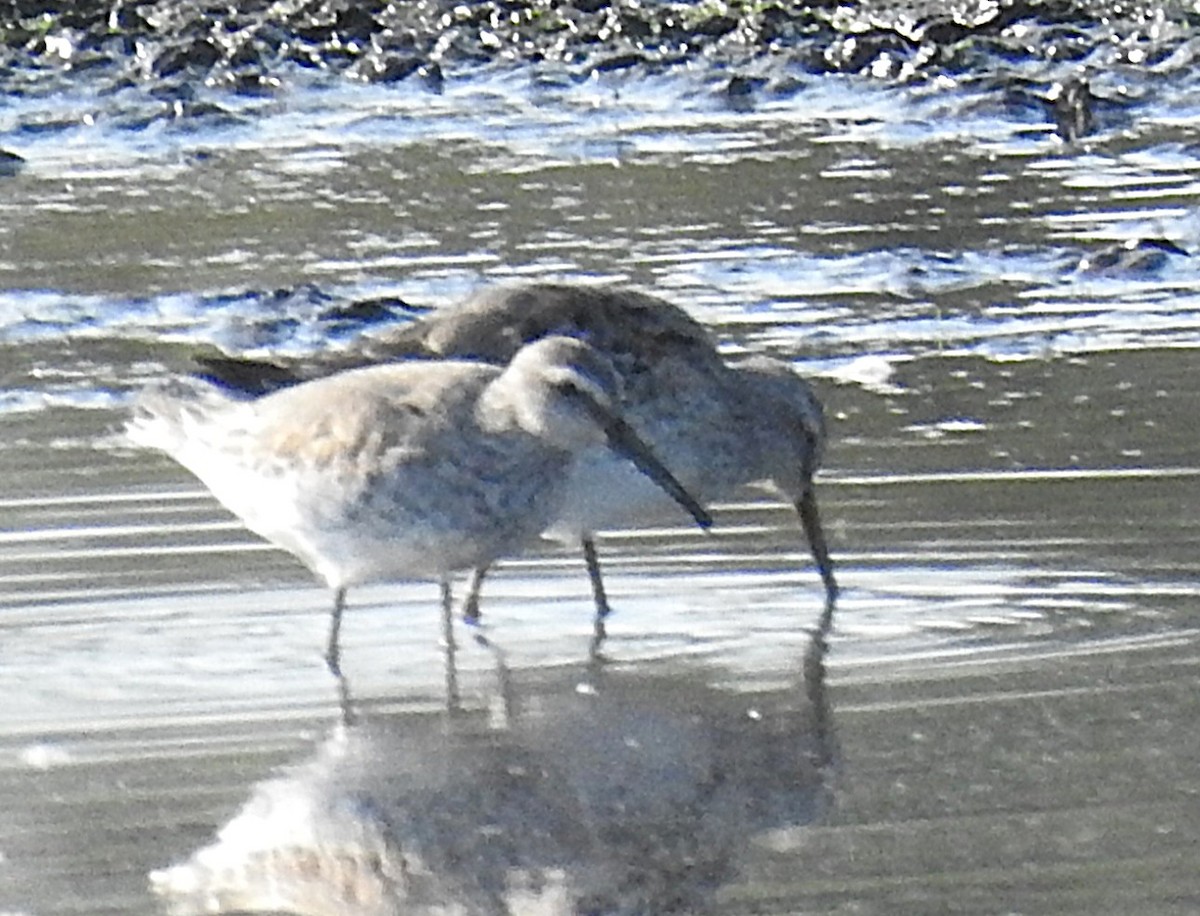 Stilt Sandpiper - ML642874213