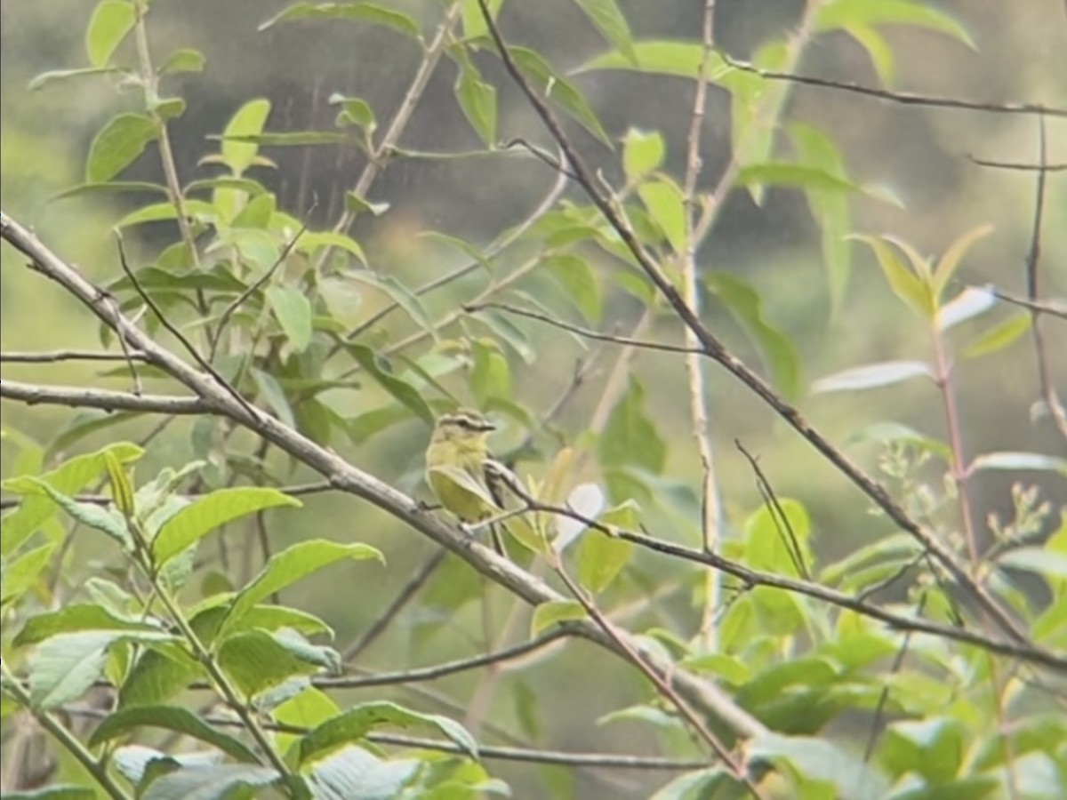 Yellow Tyrannulet - ML642874222