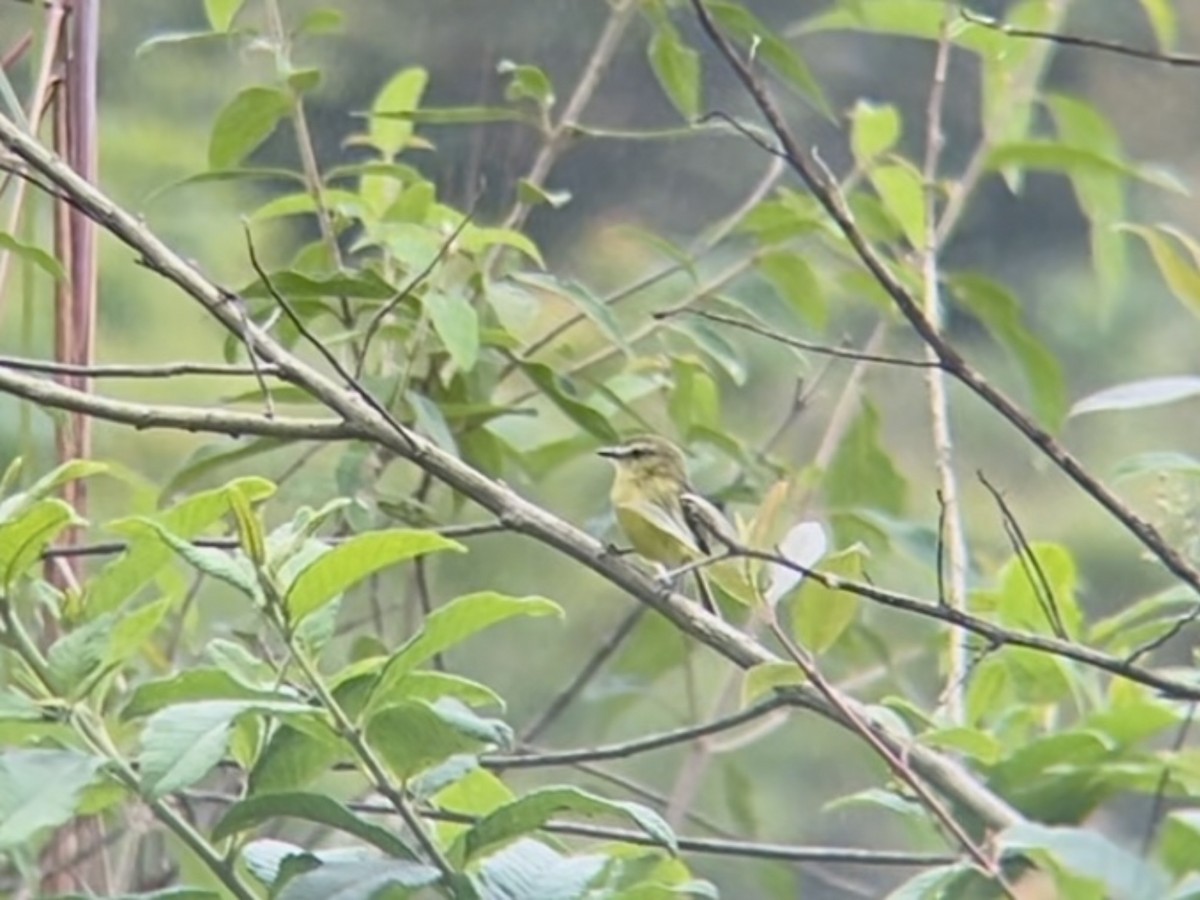 Yellow Tyrannulet - ML642874223