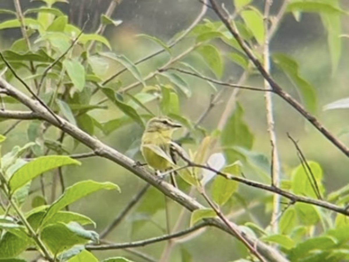 Yellow Tyrannulet - ML642874224
