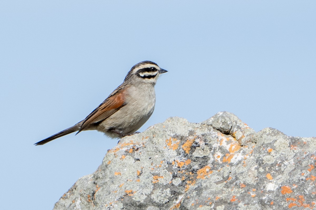 Cape Bunting - ML642874225