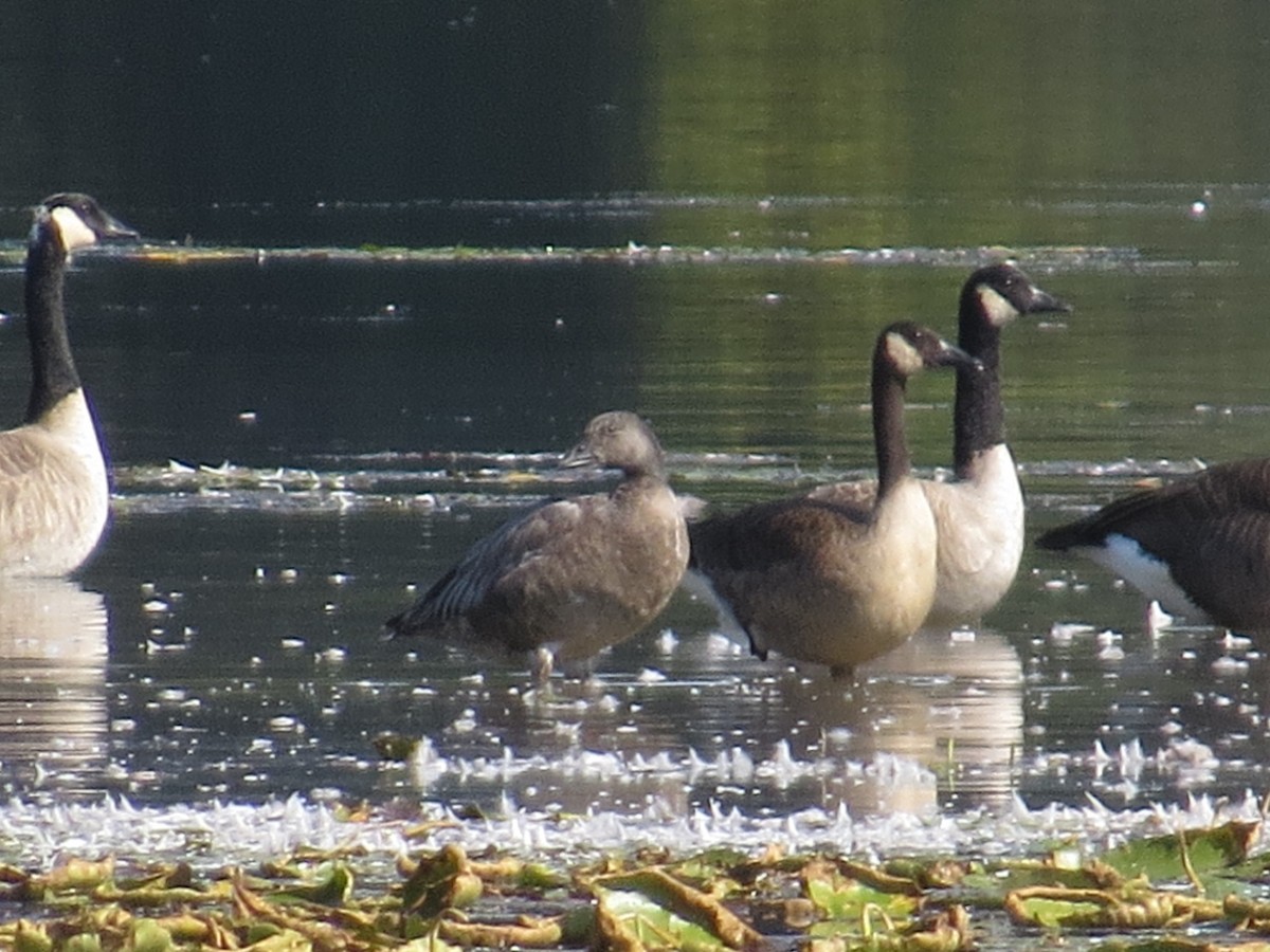 Snow Goose - ML642874226