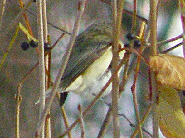 Warbling Vireo (Western) - ML642874231