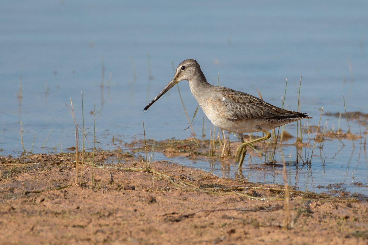 Long-billed Dowitcher - ML642874253