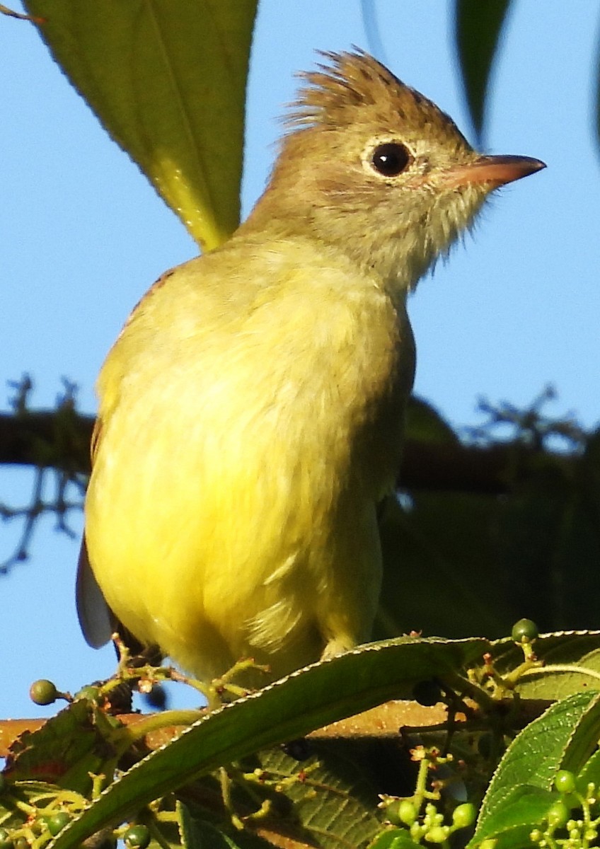Yellow-bellied Elaenia - ML642874266