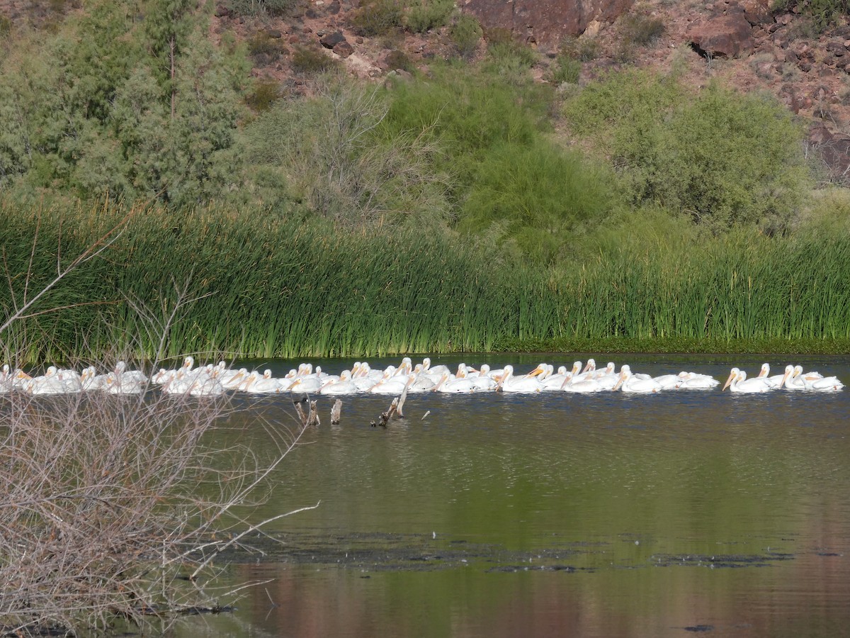 American White Pelican - ML642874271
