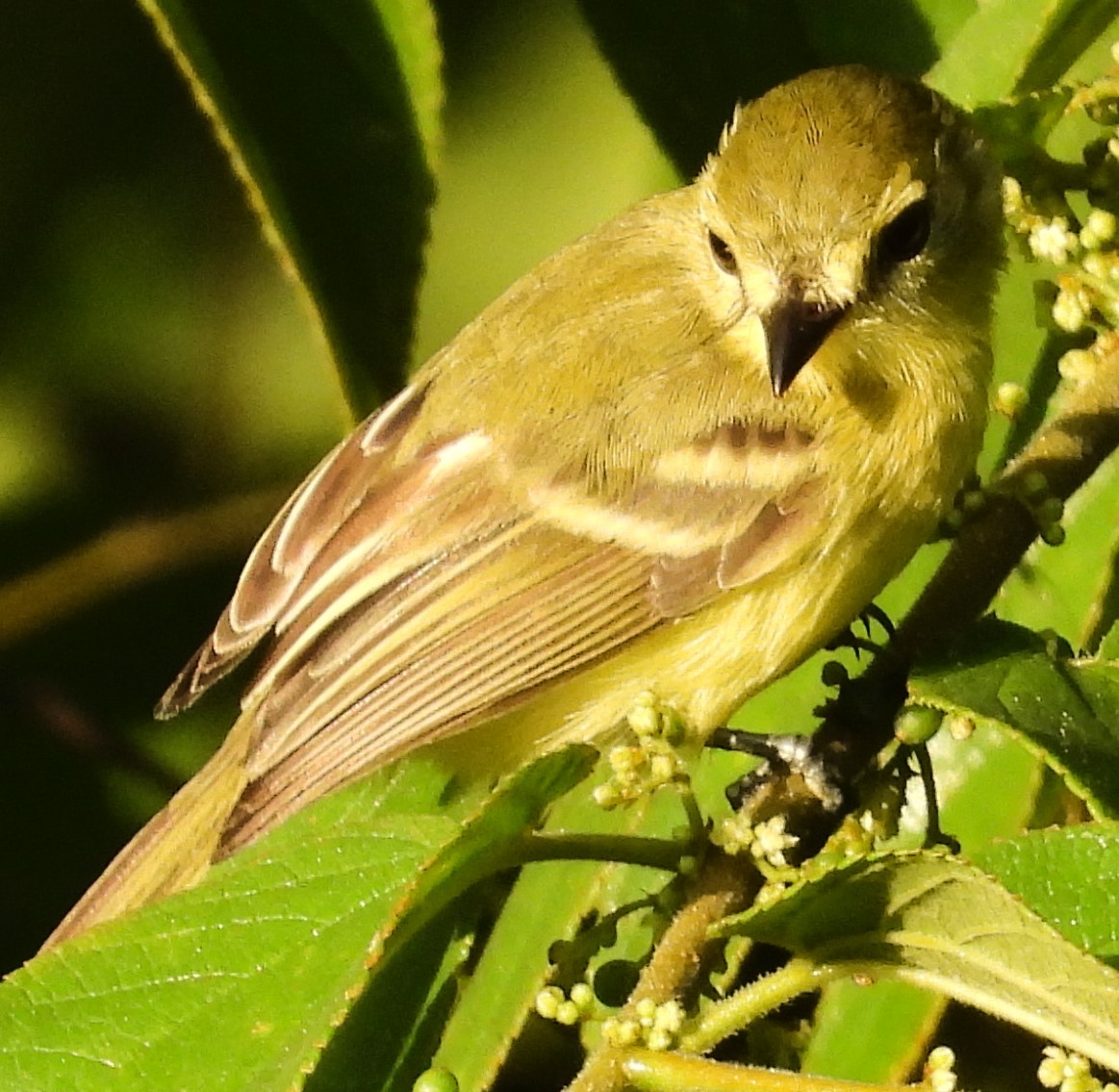 Yellow Tyrannulet - ML642874284