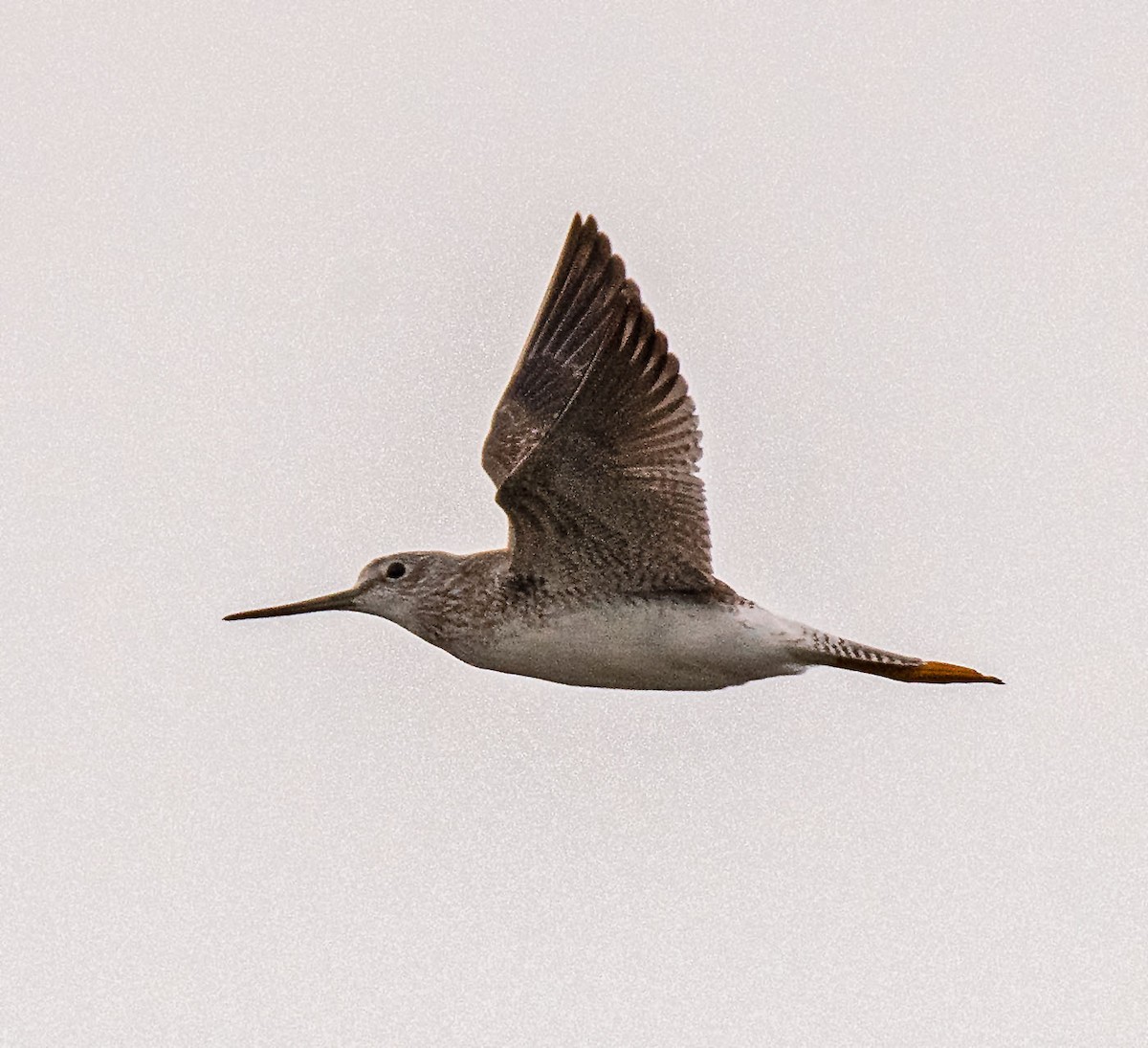 Greater Yellowlegs - ML642874298
