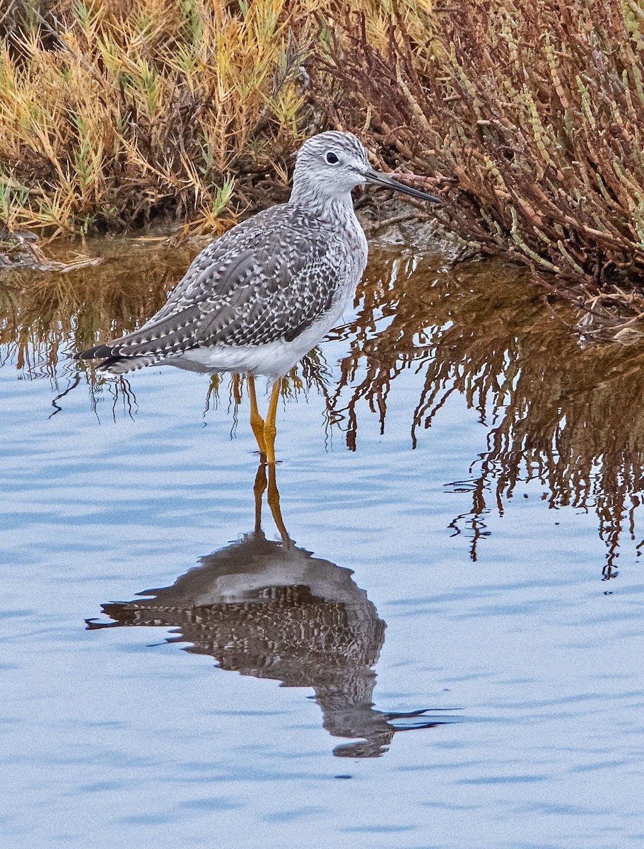 Greater Yellowlegs - ML642874299