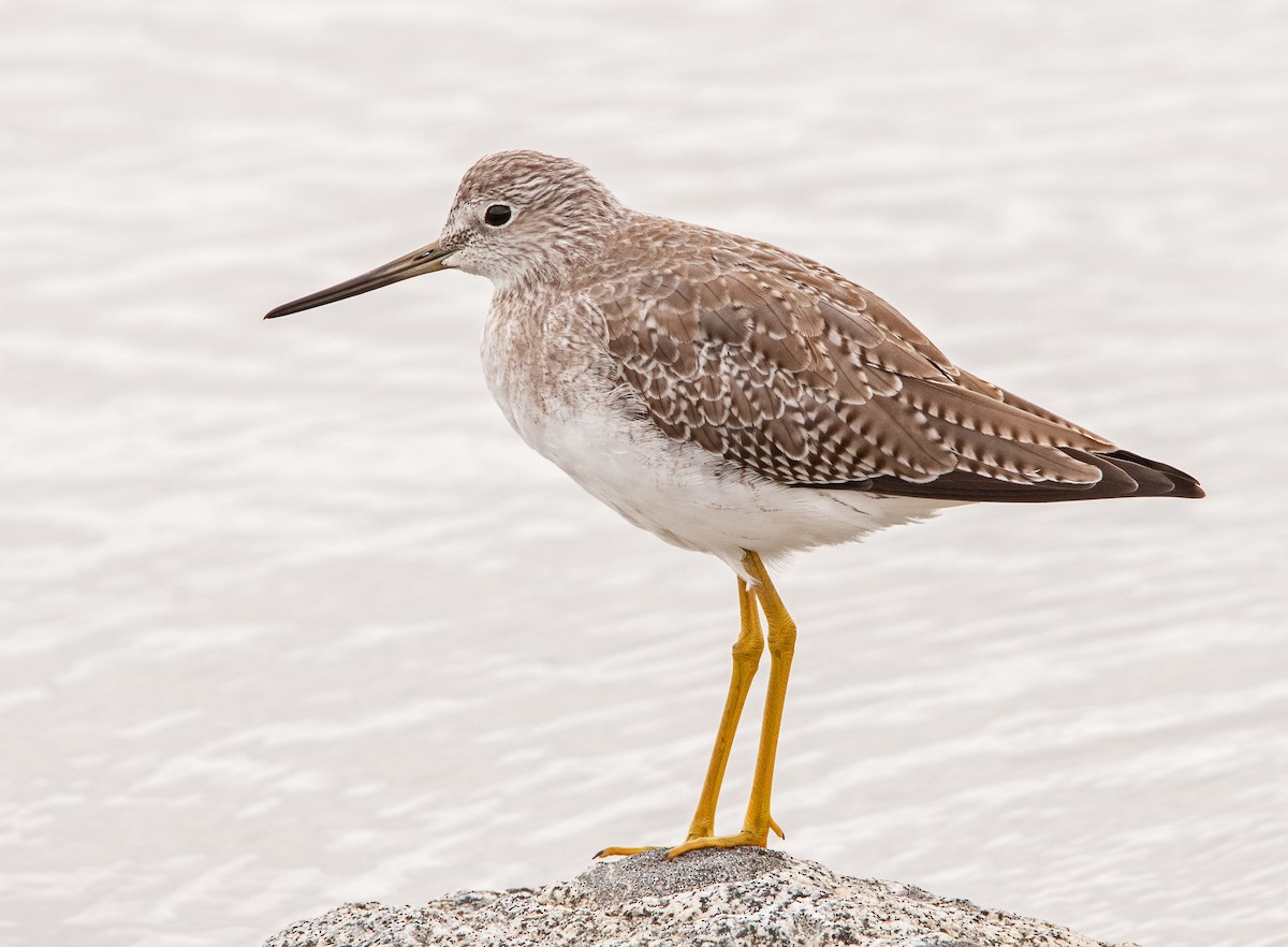 Greater Yellowlegs - ML642874300