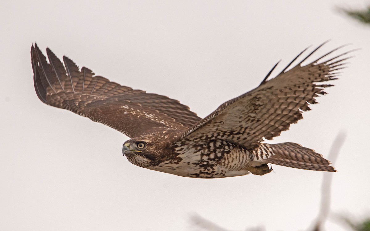 Red-tailed Hawk - ML642874336