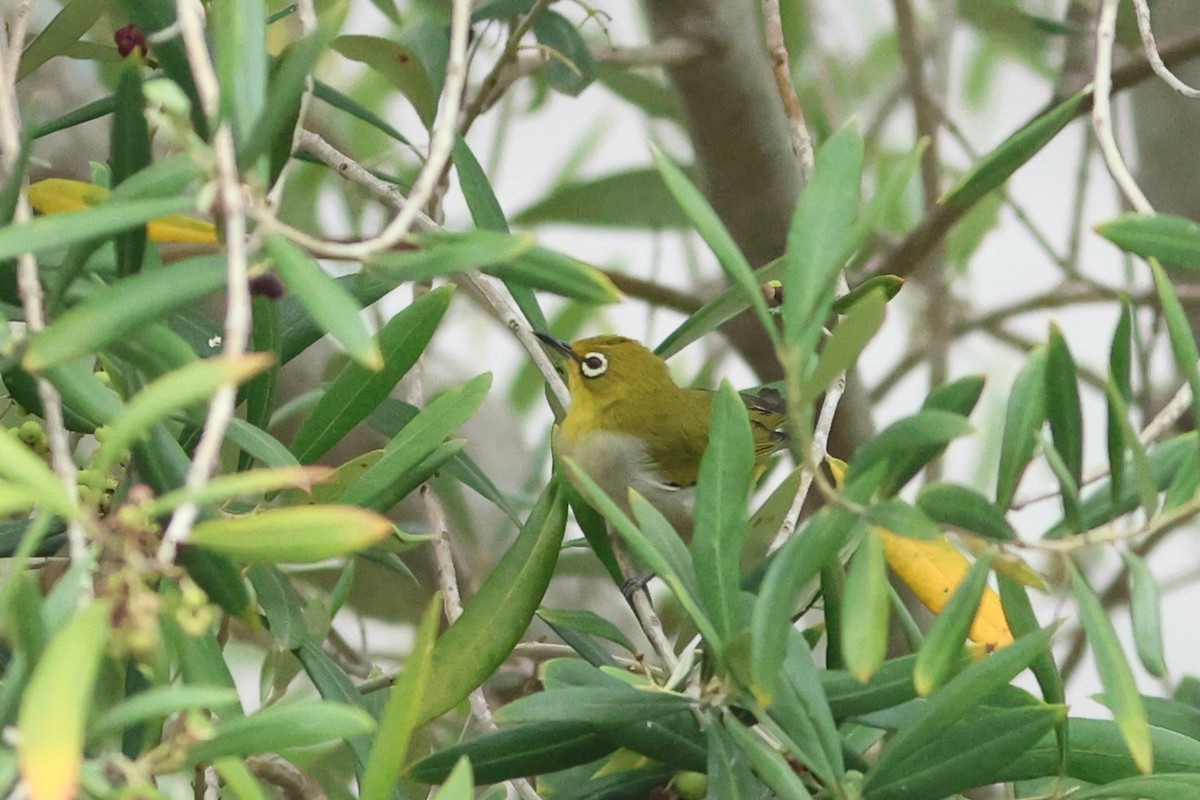 Swinhoe's White-eye - ML642874407