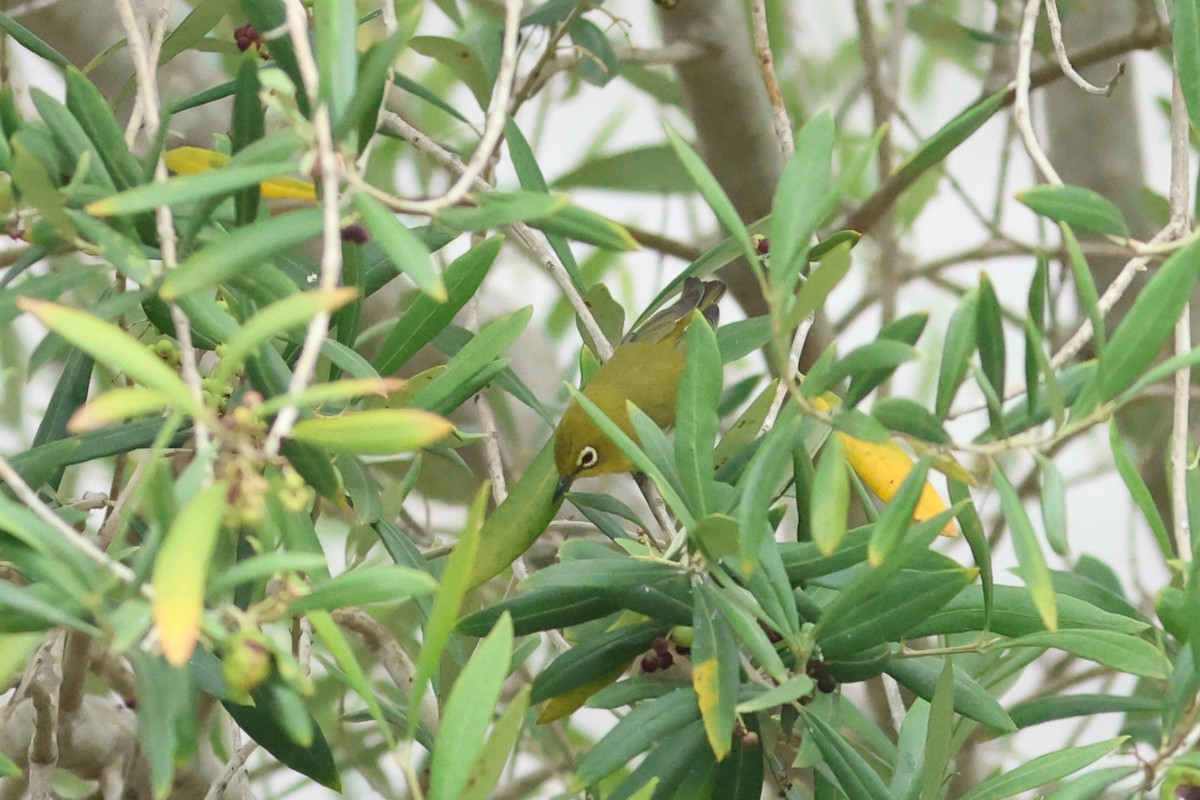 Swinhoe's White-eye - ML642874408