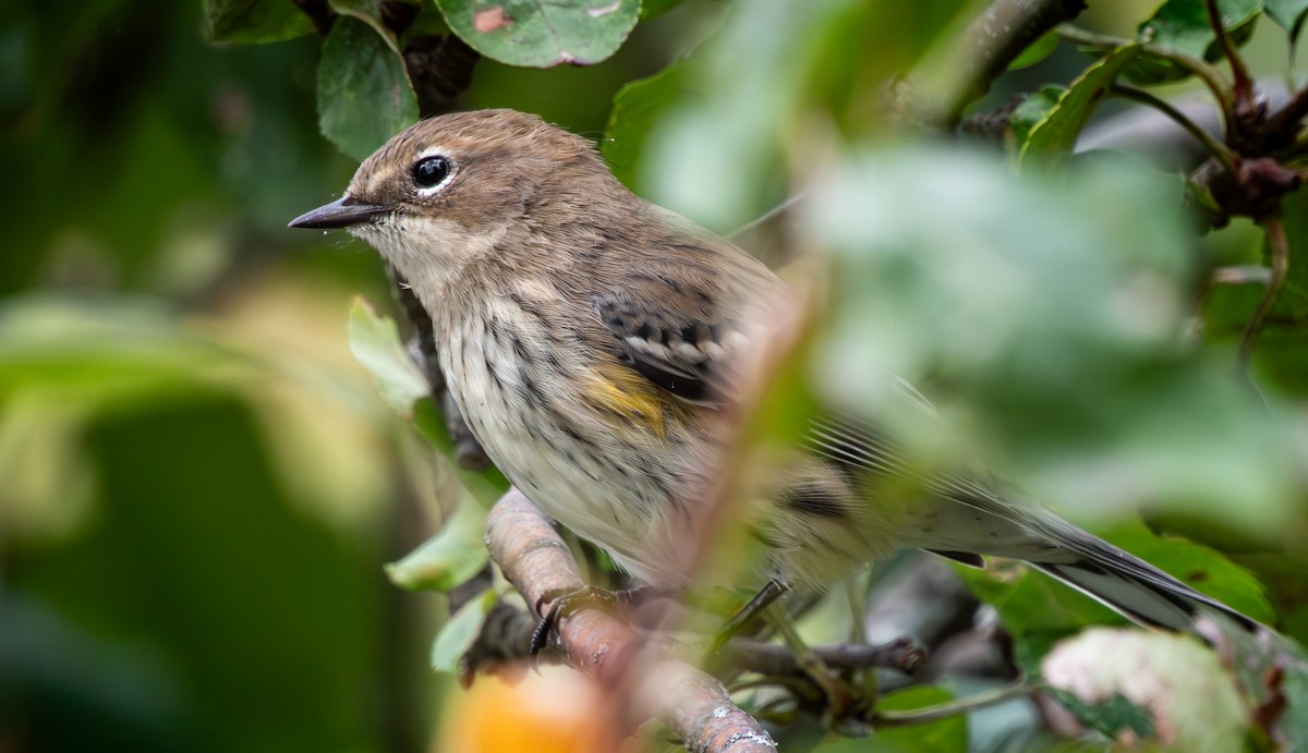 Yellow-rumped Warbler (Myrtle) - ML642874411