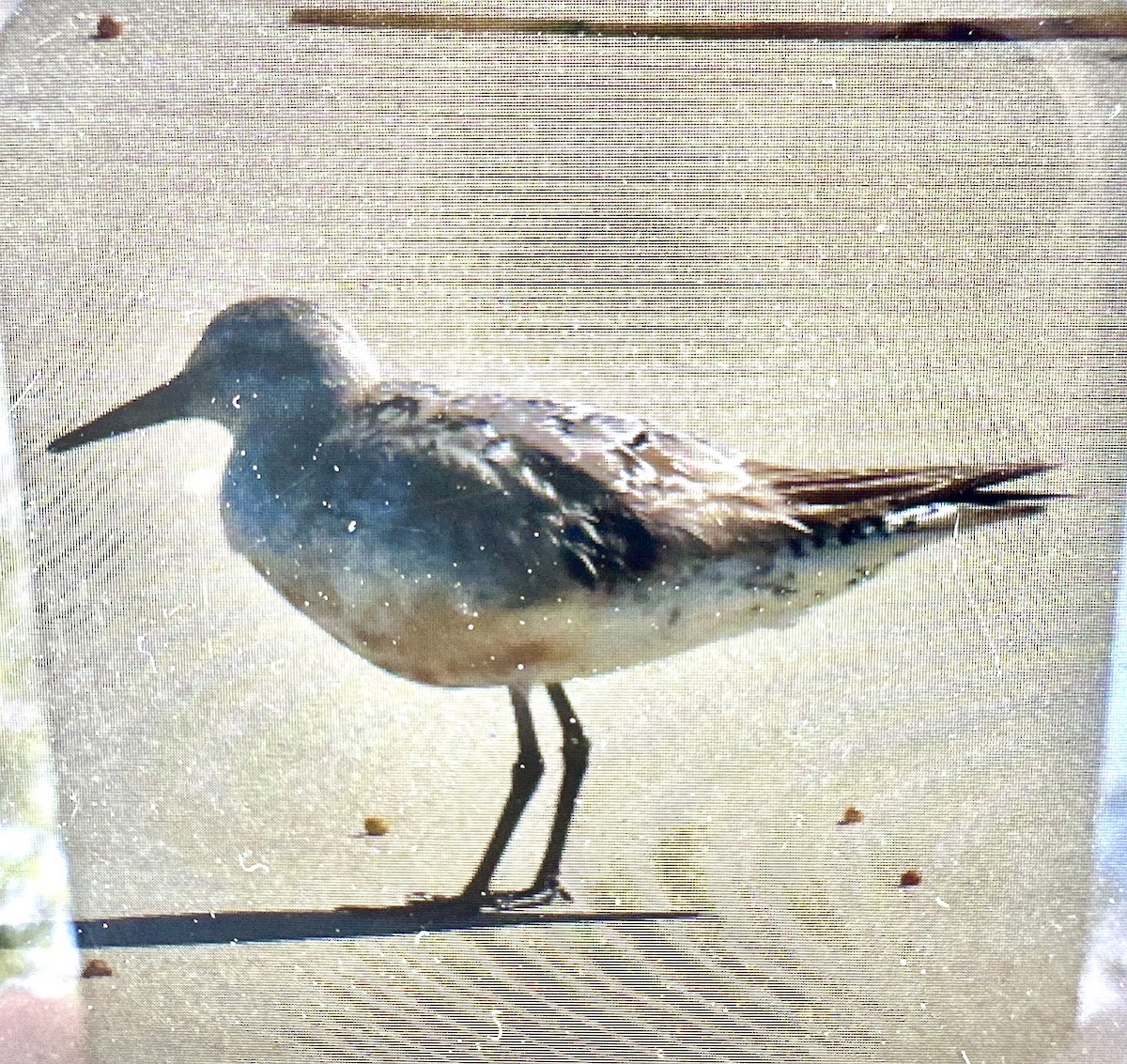 Red Knot - ML642874416