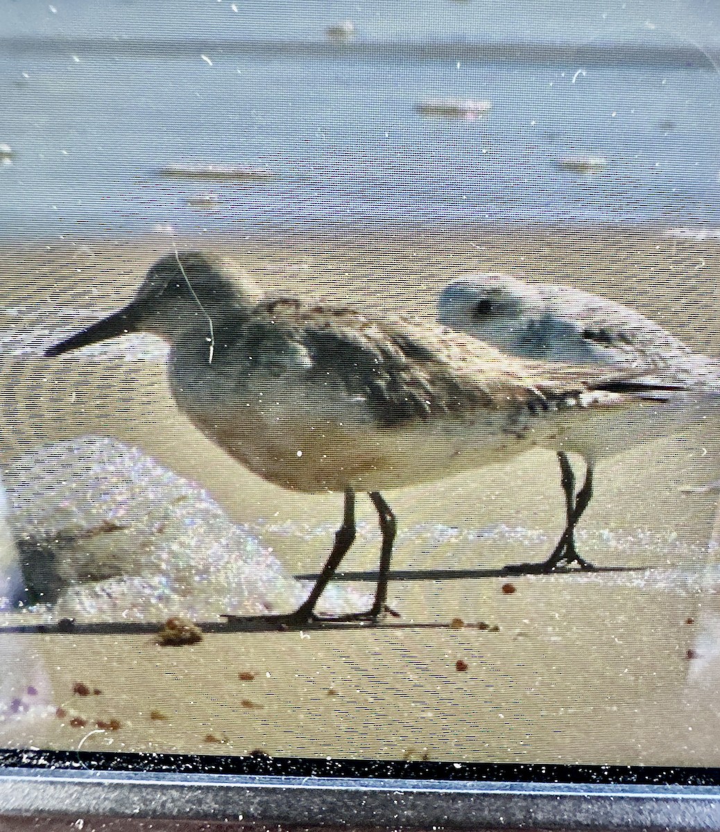Red Knot - ML642874417