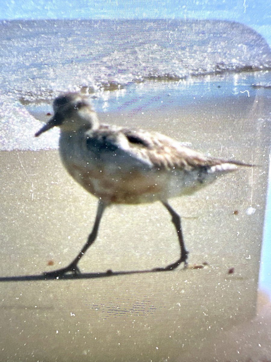 Red Knot - ML642874418