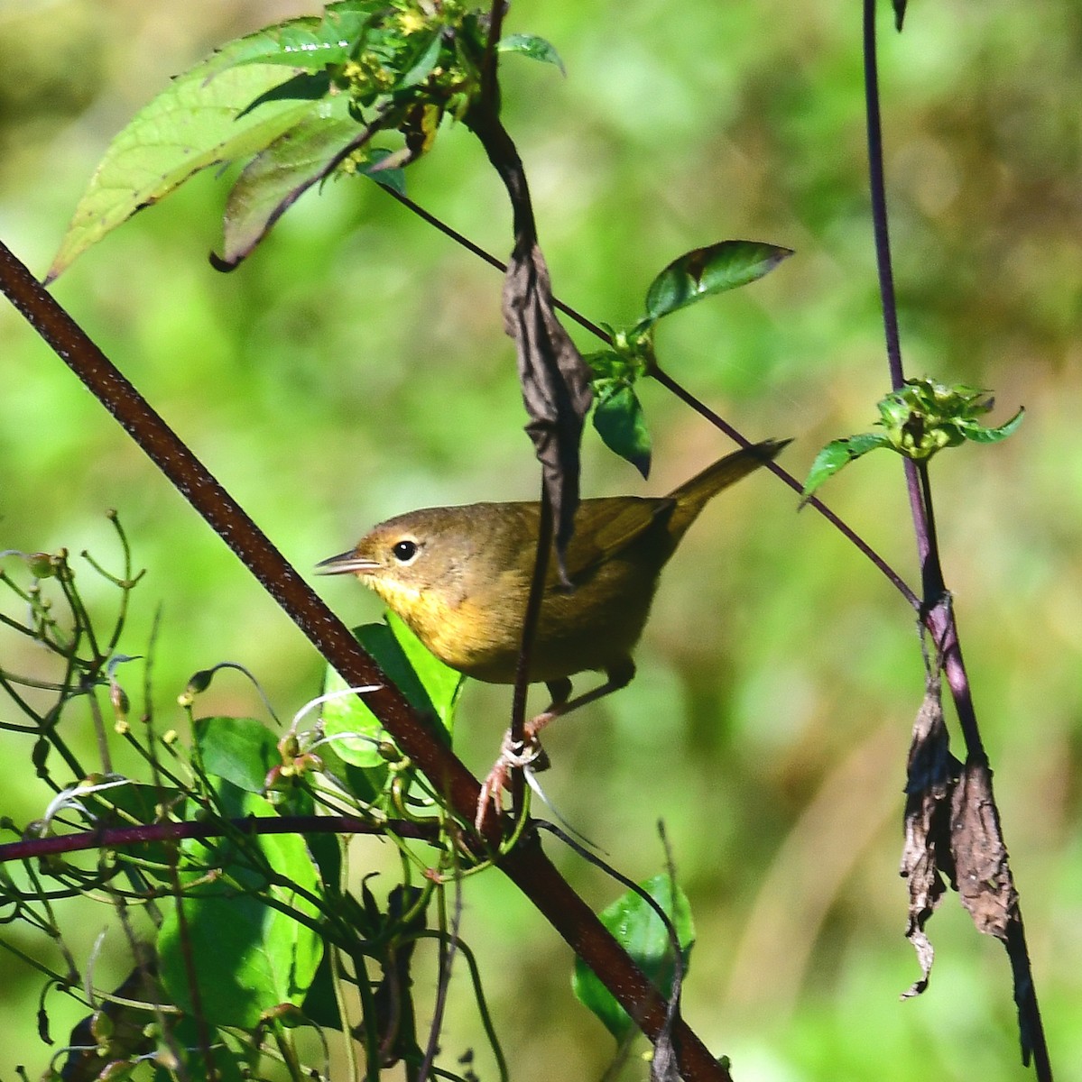 Common Yellowthroat - ML642874428