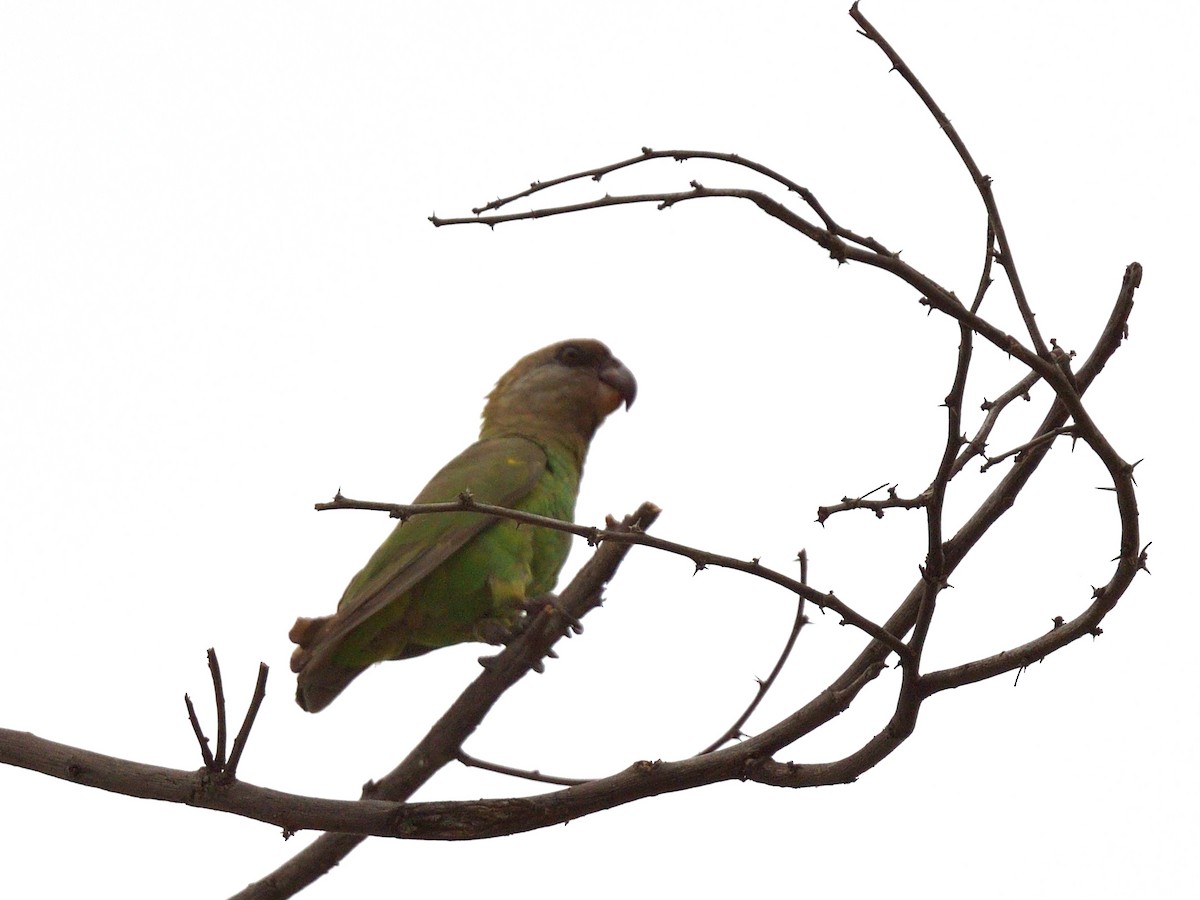 Brown-headed Parrot - ML642874429