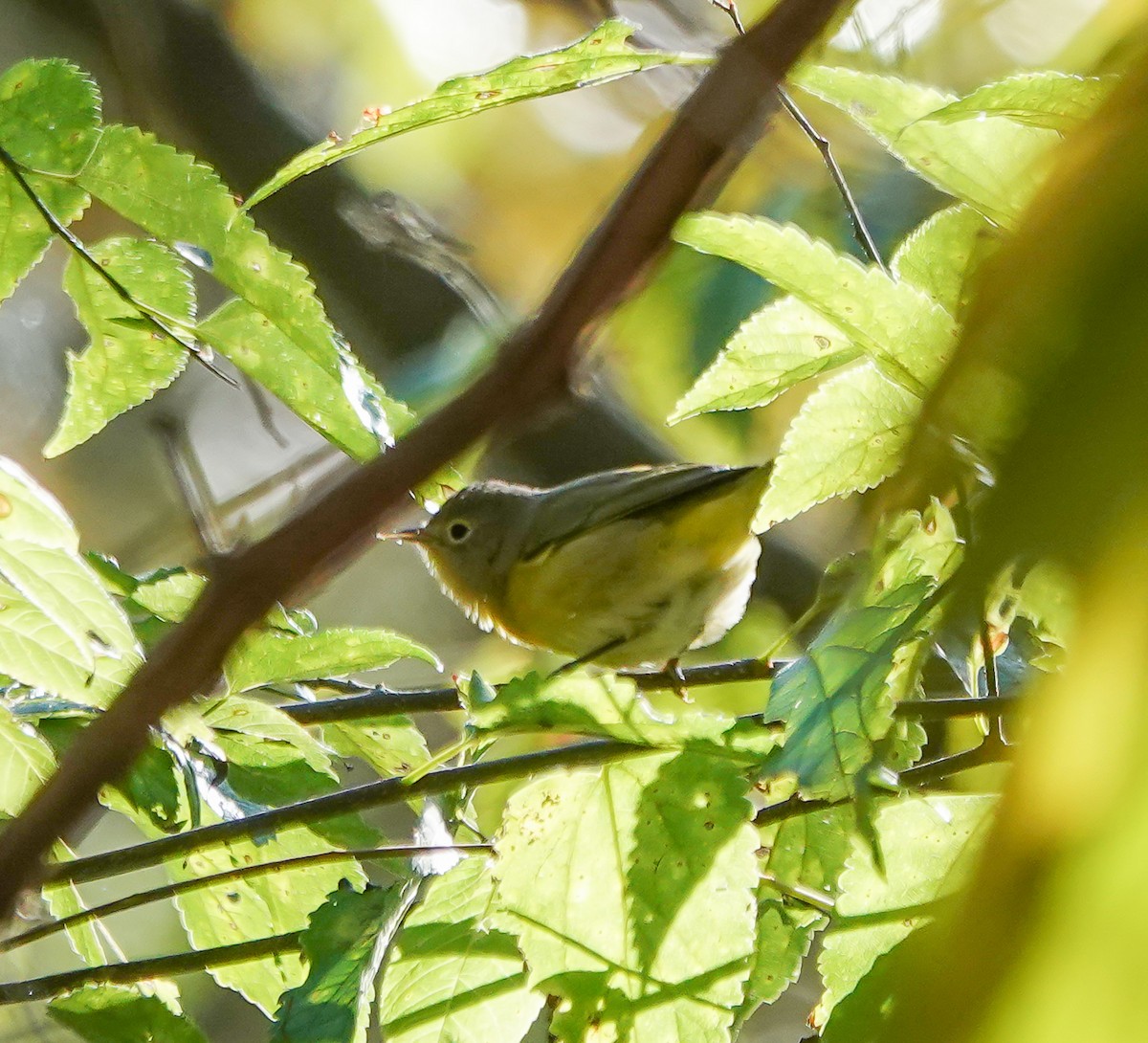 Nashville Warbler - ML642874468