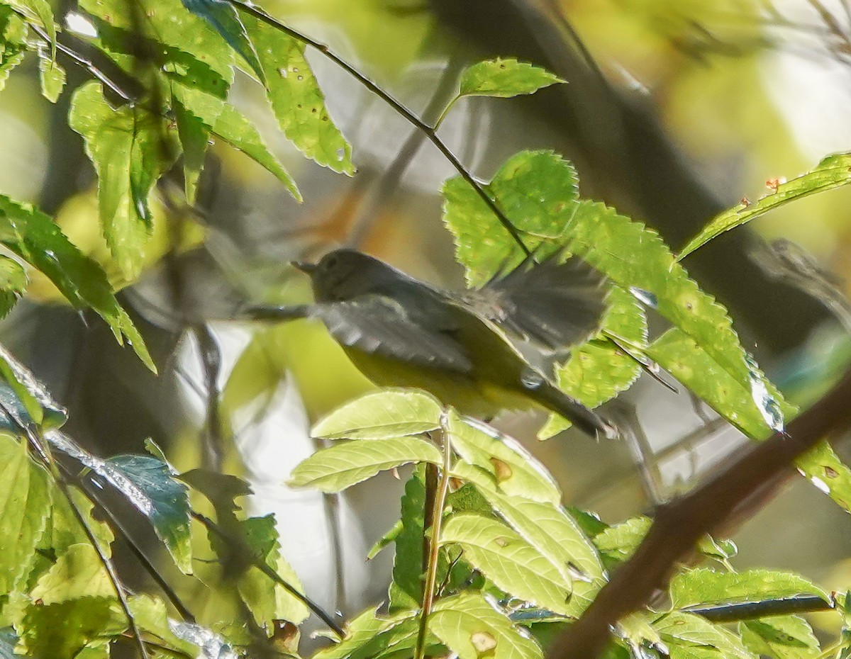 Nashville Warbler - ML642874470