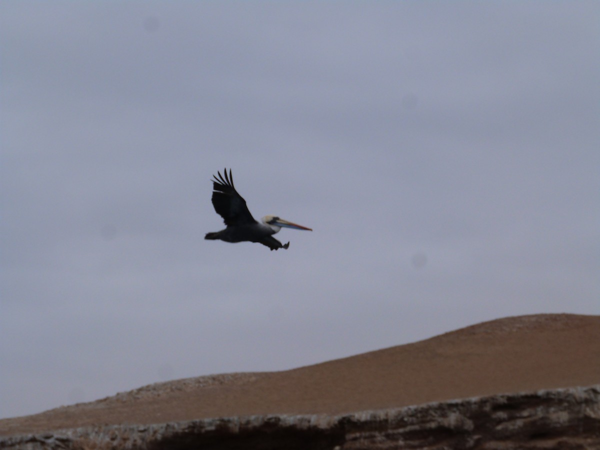 Peruvian Pelican - ML642874481