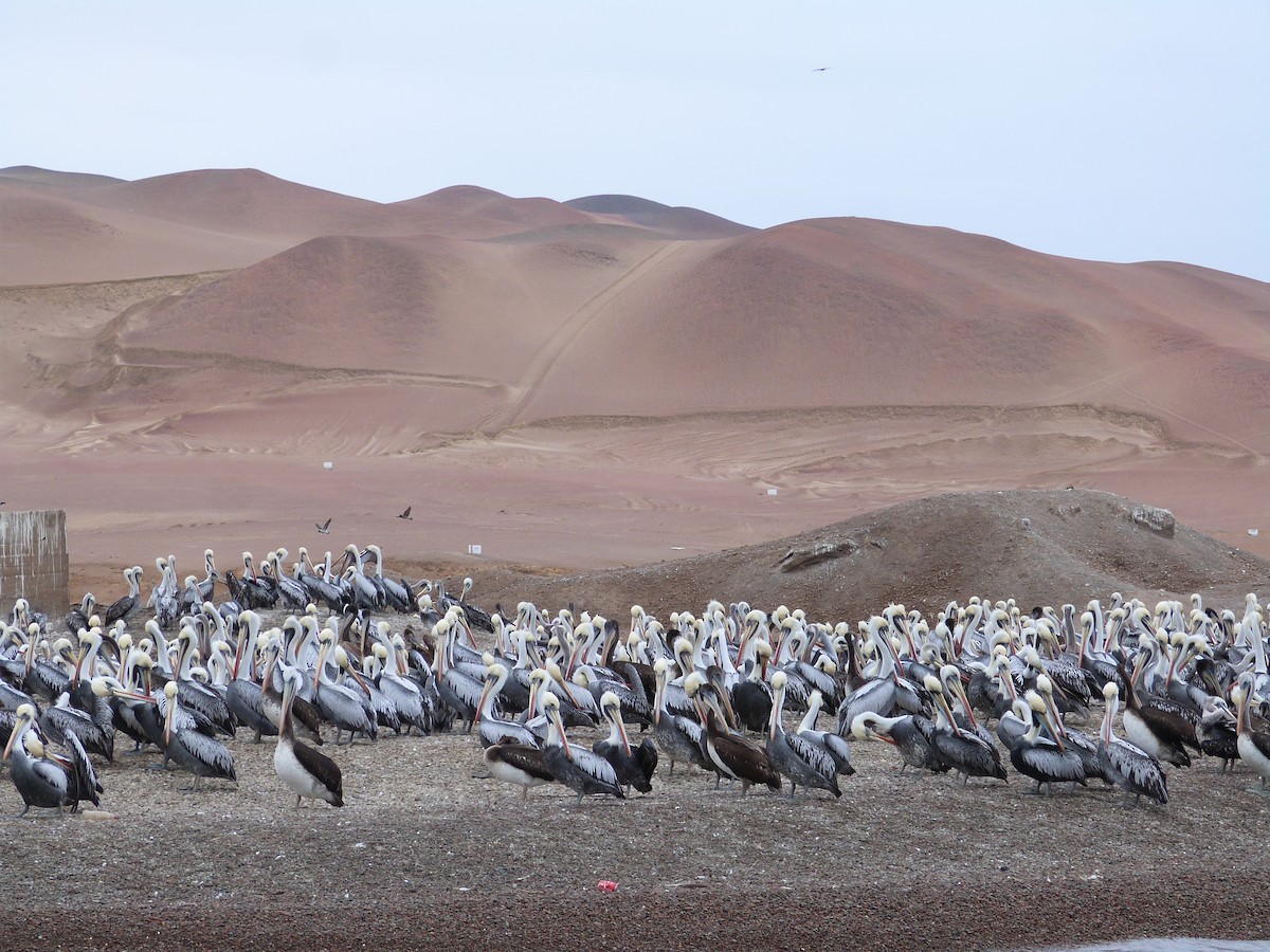 Peruvian Pelican - ML642874482