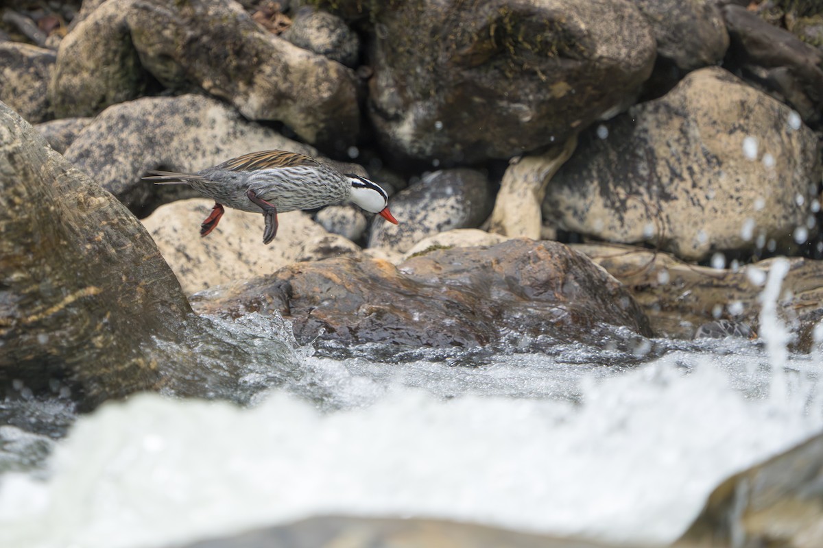 Torrent Duck - ML642874499